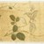 Chen Jiayan (Chinese, 1539-1623 or later). <em>One Hundred Flowers</em>, dated 1629. Color on silk, 10 x 10 3/8in. (25.4 x 26.4cm). Brooklyn Museum, Gift of the C. C. Wang Family Collection, 1997.185.18 (Photo: Brooklyn Museum, 1997.185.18.10_SL1.jpg)