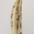 Alaska Native. <em>Engraved Whale Tooth</em>, late 19th century. Sperm whale tooth, black ash or graphite, oil, 6 1/2 x 3 x 2 in. (16.5 x 7.6 x 5.1 cm). Brooklyn Museum, Gift of Robert B. Woodward, 20.895. Creative Commons-BY (Photo: Brooklyn Museum, 20.895_overall04_PS22.jpg)