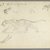Philip H. Wolfrom (American, 1870-1904). <em>Studies of a Striding Lion</em>, n.d. Graphite on paper, Sheet: 9 13/16 x 14 3/8 in. (24.9 x 36.5 cm). Brooklyn Museum, Gift of Anna Wolfrom Dove, 27.818 (Photo: Brooklyn Museum, 27.818_PS6.jpg)