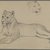 Philip H. Wolfrom (American, 1870-1904). <em>Seated Lioness</em>, n.d. Graphite and ink on paper, Sheet: 6 x 9 5/16 in. (15.2 x 23.7 cm). Brooklyn Museum, Gift of Anna Wolfrom Dove, 27.844 (Photo: Brooklyn Museum, 27.844_PS4.jpg)