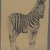 Philip H. Wolfrom (American, 1870-1904). <em>Zebra</em>, n.d. Graphite on paper, Sheet: 9 1/2 x 7 3/4 in. (24.1 x 19.7 cm). Brooklyn Museum, Gift of Anna Wolfrom Dove, 27.852 (Photo: Brooklyn Museum, 27.852_PS4.jpg)