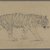 Philip H. Wolfrom (American, 1870-1904). <em>Striding Tiger</em>, n.d. Graphite on paper, Sheet: 5 5/8 x 9 in. (14.3 x 22.9 cm). Brooklyn Museum, Gift of Anna Wolfrom Dove, 27.855 (Photo: Brooklyn Museum, 27.855.jpg)