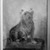 Abbott H. Thayer (American, 1849-1921). <em>Chadwick's Dog</em>, 1874. Oil on canvas, 20 1/2 x 16 9/16 in. (52 x 42 cm). Brooklyn Museum, Gift of Mrs. John White Chadwick, 29.62 (Photo: Brooklyn Museum, 29.62_glass_bw.jpg)