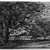 Joseph Frank Currier (American, 1843-1909). <em>Study of Trees</em>, ca. 1880. Charcoal on paper, sheet: 4 3/8 x 6 15/16 in. (11.1 x 17.6 cm). Brooklyn Museum, Gift of Mrs. John White Alexander, 31.202.1 (Photo: Brooklyn Museum, 31.202.1_bw_IMLS.jpg)