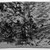 Joseph Frank Currier (American, 1843-1909). <em>Study of Trees</em>, ca. 1880. Charcoal on wove paper, sheet: 4 3/16 x 7 3/8 in. (10.6 x 18.7 cm). Brooklyn Museum, Gift of Mrs. John White Alexander, 31.202.2 (Photo: Brooklyn Museum, 31.202.2_bw_IMLS.jpg)