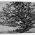 Joseph Frank Currier (American, 1843-1909). <em>Study of Trees</em>, ca. 1880. Charcoal on cream, medium weight, sightly textured laid paper, sheet: 4 5/8 x 6 5/16 in. (11.7 x 16 cm). Brooklyn Museum, Gift of Mrs. John White Alexander, 31.202.3 (Photo: Brooklyn Museum, 31.202.3_bw_IMLS.jpg)