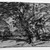 Joseph Frank Currier (American, 1843-1909). <em>Study of Trees</em>, ca. 1880. Charcoal on cream, medium weight, slightly textured laid paper, sheet: 3 7/8 x 7 7/16 in. (9.8 x 18.9 cm). Brooklyn Museum, Gift of Mrs. John White Alexander, 31.202.4 (Photo: Brooklyn Museum, 31.202.4_bw_IMLS.jpg)