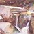 Gordon Stevenson (American, 1892-1984). <em>Catskill Stream</em>, ca. 1932. Transparent and opaque watercolor over graphite on cream, thick, rough-textured wove paper, 14 x 19 3/4 in. (35.6 x 50.2 cm). Brooklyn Museum, John B. Woodward Memorial Fund, 33.483. © artist or artist's estate (Photo: Brooklyn Museum, 33.483.jpg)
