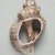 Maya. <em>Conch Shell Trumpet</em>, 250-850. Conch shell, pigment, 5 1/2 × 7 × 13 1/4 in. (14 × 17.8 × 33.7 cm). Brooklyn Museum, A. Augustus Healy Fund, 35.1486. Creative Commons-BY (Photo: Brooklyn Museum, 35.1486_PS11.jpg)
