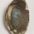 <em>Shell with Pigments and Brush</em>. Shell, palm fiber, Egyptian blue pigment, red ochre pigment, umber pigment, shell: 5/8 × 3 5/16 × 5 5/16 in. (1.6 × 8.4 × 13.5 cm). Brooklyn Museum, Charles Edwin Wilbour Fund, 37.667Ea-b. Creative Commons-BY (Photo: Brooklyn Museum, 37.667Ea_bottom_PS20.jpg)