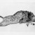 Joseph Hecht (Polish, 1891-1951). <em>Wild Boar (Le Sanglier)</em>. Engraving on laid paper, 7 1/8 x 13 in. (18.1 x 33 cm). Brooklyn Museum, Charles Stewart Smith Memorial Fund, 56.171.2. © artist or artist's estate (Photo: Brooklyn Museum, 56.171.2_bw.jpg)