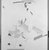 Kenzo Okada (Japanese, 1902–1982). <em>Flower Study</em>, 1958. Oil on canvas, 51 7/8 × 41 1/8 in. (131.8 × 104.5 cm). Brooklyn Museum, Gift of Joseph Cantor, 59.87. © artist or artist's estate (Photo: Brooklyn Museum, 59.87_acetate_bw.jpg)