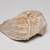 Mississippian. <em>Engraved Conch Shell</em>, 1200-1500 C.E. Conch shell, pigment, Falcon warrior: 10 7/16 × 7 1/2 × 5 1/2 in. (26.5 × 19.1 × 14 cm). Brooklyn Museum, By exchange, 60.53.1. Creative Commons-BY (Photo: , 60.53.1_view02_PS11.jpg)
