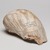 Mississippian. <em>Engraved Conch Shell</em>, 1200-1500 C.E. Conch shell, pigment, Falcon warrior: 10 7/16 × 7 1/2 × 5 1/2 in. (26.5 × 19.1 × 14 cm). Brooklyn Museum, By exchange, 60.53.1. Creative Commons-BY (Photo: , 60.53.1_view05_PS11.jpg)