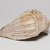 Mississippian. <em>Engraved Conch Shell</em>, 1200-1500 C.E. Conch shell, pigment, Falcon warrior: 10 7/16 × 7 1/2 × 5 1/2 in. (26.5 × 19.1 × 14 cm). Brooklyn Museum, By exchange, 60.53.1. Creative Commons-BY (Photo: , 60.53.1_view06_PS11.jpg)
