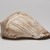 Mississippian. <em>Engraved Conch Shell</em>, 1200-1500 C.E. Conch shell, pigment, Falcon warrior: 10 7/16 × 7 1/2 × 5 1/2 in. (26.5 × 19.1 × 14 cm). Brooklyn Museum, By exchange, 60.53.1. Creative Commons-BY (Photo: , 60.53.1_view07_PS11.jpg)