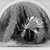 William Sidney Mount (American, 1807-1868). <em>Cactus in Blossom</em>, 1857. Oil on board, 6 7/16 x 7 3/16 in. (16.4 x 18.2 cm). Brooklyn Museum, Bequest of H. Randolph Lever, 64.80.28 (Photo: Brooklyn Museum, 64.80.28_bw.jpg)