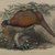 John Gould (British, 1804-1881). <em>Phasianus Colchicus: Common Pheasant</em>. Lithograph on wove paper, Sheet: 21 1/4 x 14 1/2 in. (54 x 36.8 cm). Brooklyn Museum, Gift of the Estate of Emily Winthrop Miles, 64.98.105 (Photo: Brooklyn Museum, 64.98.105_PS4.jpg)