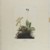 John James  Audubon (American, born Haiti, 1785-1851). <em>Wood Wren</em>, 1833. Aquatint, approx.: 27 x 40 in. (68.6 x 101.6 cm). Brooklyn Museum, Gift of the Estate of Emily Winthrop Miles, 64.98.16 (Photo: Brooklyn Museum, 64.98.16_PS1.jpg)