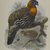 John Gould (British, 1804-1881). <em>Ceriornis Melanocephala</em>. Lithograph on wove paper, Sheet: 23 3/8 x 18 7/16 in. (59.4 x 46.8 cm). Brooklyn Museum, Gift of the Estate of Emily Winthrop Miles, 64.98.179 (Photo: Brooklyn Museum, 64.98.179_PS4.jpg)