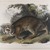 John James  Audubon (American, born Haiti, 1785-1851). <em>Common American Wildcat</em>. Lithograph, 21 x 27 in. (53.3 x 68.6 cm). Brooklyn Museum, Gift of the Estate of Emily Winthrop Miles, 64.98.21 (Photo: Brooklyn Museum, 64.98.21_IMLS_PS4.jpg)