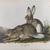 John James  Audubon (American, born Haiti, 1785-1851). <em>Townsend's Rocky Mountain Hare</em>, 1842. Lithograph, 21 x 27 in. (53.3 x 68.6 cm). Brooklyn Museum, Gift of the Estate of Emily Winthrop Miles, 64.98.22 (Photo: Brooklyn Museum, 64.98.22_IMLS_PS4.jpg)