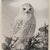 Stow Wengenroth (American, 1906-1978). <em>Barred Owl Perched on Evergreen Branch</em>, ca. 1960. Crayon, graphite, and ink on paperboard, sheet: 21 1/4 x 17 3/8 in. (54 x 44.1 cm). Brooklyn Museum, Gift of the Estate of Emily Winthrop Miles, 64.98.309. © artist or artist's estate (Photo: Brooklyn Museum, 64.98.309_IMLS_PS4.jpg)
