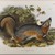 John James  Audubon (American, born Haiti, 1785-1851). <em>Grey Fox</em>. Lithograph, 21 7/8 x 28 in. (55.6 x 71.1 cm). Brooklyn Museum, Gift of the Estate of Emily Winthrop Miles, 64.98.31 (Photo: Brooklyn Museum, 64.98.31_IMLS_PS4.jpg)