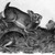 John James  Audubon (American, born Haiti, 1785-1851). <em>Grey Rabbit</em>. Lithograph, 21 x 27 in. (53.3 x 68.6 cm). Brooklyn Museum, Gift of the Estate of Emily Winthrop Miles, 64.98.32 (Photo: Brooklyn Museum, 64.98.32_bw_IMLS.jpg)