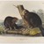 John James  Audubon (American, born Haiti, 1785-1851). <em>American Beaver</em>, 1844. Lithograph, 21 x 27 in. (53.3 x 68.6 cm). Brooklyn Museum, Gift of the Estate of Emily Winthrop Miles, 64.98.42 (Photo: Brooklyn Museum, 64.98.42_IMLS_PS4.jpg)