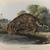 John James  Audubon (American, born Haiti, 1785-1851). <em>Ocelot or Leopard-Cat</em>. Lithograph, 27 x 21 in. (68.6 x 53.3 cm). Brooklyn Museum, Gift of the Estate of Emily Winthrop Miles, 64.98.53 (Photo: Brooklyn Museum, 64.98.53_IMLS_PS4.jpg)