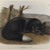 John James  Audubon (American, born Haiti, 1785-1851). <em>American Black or Silver Fox</em>. Lithograph, 21 x 27 in. (53.3 x 68.6 cm). Brooklyn Museum, Gift of the Estate of Emily Winthrop Miles, 64.98.61 (Photo: Brooklyn Museum, 64.98.61_IMLS_PS4.jpg)