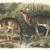 John James  Audubon (American, born Haiti, 1785-1851). <em>Common or Virginian Deer</em>. Lithograph, 21 x 27 in. (53.3 x 68.6 cm). Brooklyn Museum, Gift of the Estate of Emily Winthrop Miles, 64.98.69 (Photo: Brooklyn Museum, 64.98.69_transpc006.jpg)