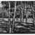 Luigi Lucioni (American, born Italy, 1900-1988). <em>Trees</em>, 1940. Etching on Japan paper, Plate: 7 1/2 x 11 7/8 in. (19.1 x 30.2 cm). Brooklyn Museum, Gift of Mrs. Harold J. Baily, 67.27.11 (Photo: Brooklyn Museum, 67.27.11_acetate_bw.jpg)