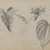 William Trost Richards (American, 1833-1905). <em>Plant Study</em>, August 1860. Graphite on beige, moderately thick, slightly textured wove paper, Sheet: 5 5/8 x 8 1/16 in. (14.3 x 20.5 cm). Brooklyn Museum, Gift of Edith Ballinger Price, 72.32.12 (Photo: Brooklyn Museum, 72.32.12_PS4.jpg)