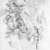 William Trost Richards (American, 1833-1905). <em>Tree Study</em>, June 9, 1853. Graphite on paper, Sheet: 11 7/8 x 9 1/8 in. (30.2 x 23.2 cm). Brooklyn Museum, Gift of Edith Ballinger Price, 72.32.22 (Photo: Brooklyn Museum, 72.32.22_bw.jpg)