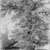William Trost Richards (American, 1833-1905). <em>Tree Study</em>, June 18, 1867. Graphite on paper, Sheet: 11 13/16 x 8 3/4 in. (30 x 22.2 cm). Brooklyn Museum, Gift of Edith Ballinger Price, 72.32.23 (Photo: Brooklyn Museum, 72.32.23_bw.jpg)