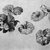 William Trost Richards (American, 1833-1905). <em>Plant Study</em>, n.d. Graphite on tan paper, Sheet: 4 1/2 x 8 in. (11.4 x 20.3 cm). Brooklyn Museum, Gift of Edith Ballinger Price, 72.32.5 (Photo: Brooklyn Museum, 72.32.5_bw.jpg)