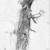 William Trost Richards (American, 1833-1905). <em>Tree Study</em>, July 1857. Graphite on paper, Sheet: 5 3/4 x 2 7/8 in. (14.6 x 7.3 cm). Brooklyn Museum, Gift of Edith Ballinger Price, 72.32.7 (Photo: Brooklyn Museum, 72.32.7_bw.jpg)