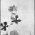 Tawaraya Sotatsu (Japanese, active 1600-1643). <em>Hibiscus</em>, 17th century. Hanging scroll, ink on paper, Image: 33 1/2 x 17 5/8 in. (85.1 x 44.8 cm). Brooklyn Museum, Gift of Carll H. de Silver, by exchange and Asian Art Acquisitions Fund, 74.26.3 (Photo: Brooklyn Museum, 74.26.3_bw_IMLS.jpg)