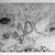 Jackson Pollock (American, 1912-1956). <em>Untitled (No. 2 Series of 7)</em>, 1944-1945. Engraving on paper, sheet: 14 3/4 x 21 1/2 in. (37.5 x 54.6 cm). Brooklyn Museum, Gift of Lee Krasner Pollock, 75.213.2. © artist or artist's estate (Photo: Brooklyn Museum, 75.213.2_bw.jpg)