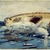 Winslow Homer (American, 1836-1910). <em>Sharks; also The Derelict</em>, 1885. Watercolor over graphite on wove paper, 14 1/2 x 20 15/16 in. (36.8 x 53.2 cm). Brooklyn Museum, Gift of the Estate of Helen Babbott Sanders, 78.151.4 (Photo: Brooklyn Museum, 78.151.4_SL3.jpg)