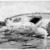Winslow Homer (American, 1836-1910). <em>Sharks; also The Derelict</em>, 1885. Watercolor over graphite on wove paper, 14 1/2 x 20 15/16 in. (36.8 x 53.2 cm). Brooklyn Museum, Gift of the Estate of Helen Babbott Sanders, 78.151.4 (Photo: Brooklyn Museum, 78.151.4_bw_IMLS.jpg)