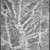 Patricia Tobacco Forrester (American, 1940-2011). <em>Regal Buckeye</em>, 1977. Watercolor on paper, Sheet: 80 1/2 x 51 3/4 in. (204.5 x 131.4 cm). Brooklyn Museum, Caroline H. Polhemus Fund, 78.9. © artist or artist's estate (Photo: Brooklyn Museum, 78.9_bw.jpg)