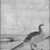  <em>Chinese Pheasant, Album Leaf Painting</em>, 18th century. Ink and color on paper, Image: 15 1/2 x 11 1/4 in. (39.4 x 28.6 cm). Brooklyn Museum, Gift of Dr. Jack Hentel, 81.204.4 (Photo: Brooklyn Museum, 81.204.4_bw_IMLS.jpg)