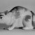 Meissen Porcelain Factory (German, founded 1710). <em>Figure of a Cat</em>, ca. 1890. Hard-paste porcelain, 3 x 6 x 3 in. (7.6 x 15.2 x 7.6 cm). Brooklyn Museum, Bequest of Dr. Grace McLean Abbate, 81.53.4. Creative Commons-BY (Photo: Brooklyn Museum, 81.53.4_bw.jpg)