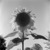 Consuelo Kanaga (American, 1894-1978). <em>Sunflower</em>. Cellulose acetate negative, Negative: 2 1/4 x 2 1/4 in. (5.7 x 5.7 cm). Brooklyn Museum, Gift of Wallace B. Putnam from the Estate of Consuelo Kanaga, 82.65.1746 (Photo: , 82.65.1746_bw_SL3.jpg)