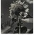 Consuelo Kanaga (American, 1894-1978). <em>Sunflower</em>, 1942. Gelatin silver photograph, 8 3/16 x 7 7/8 in. (20.8 x 20 cm). Brooklyn Museum, Gift of Wallace B. Putnam from the Estate of Consuelo Kanaga, 82.65.377 (Photo: Brooklyn Museum, 82.65.377_PS2.jpg)