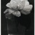 Consuelo Kanaga (American, 1894-1978). <em>Camellia in Water</em>, 1927-1928. Gelatin silver print, image: 6 7/8 × 5 3/16 in. (17.5 × 13.2 cm). Brooklyn Museum, Gift of Wallace B. Putnam from the Estate of Consuelo Kanaga, 82.65.437A (Photo: Brooklyn Museum, 82.65.437_PS2.jpg)