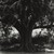 Consuelo Kanaga (American, 1894-1978). <em>[Untitled] (Tree)</em>. Gelatin silver photograph, 7 3/4 x 7 1/2 in. (19.7 x 19.1 cm). Brooklyn Museum, Gift of Wallace B. Putnam from the Estate of Consuelo Kanaga, 82.65.449 (Photo: Brooklyn Museum, 82.65.449_PS2.jpg)